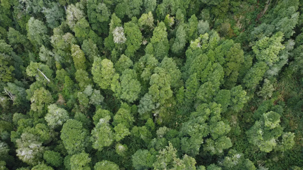Bosque nativo visto desde el aire